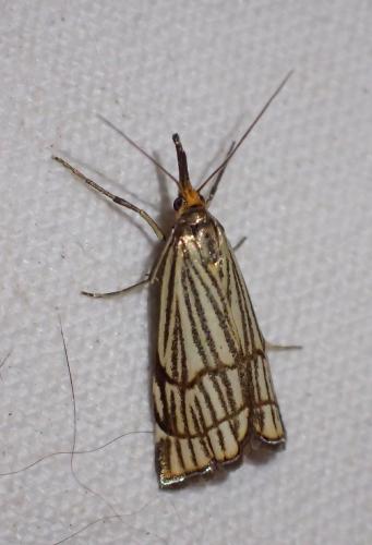Chrysocrambus craterella